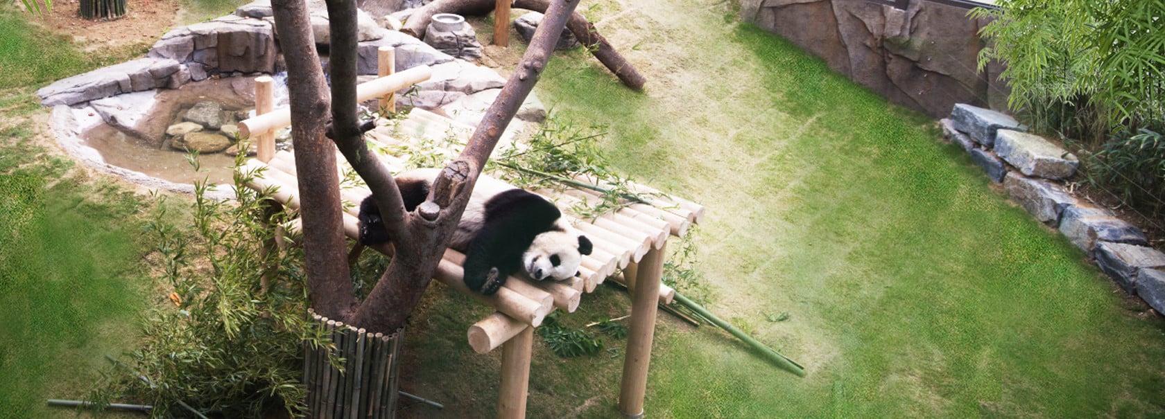 Everland Resort feiert Eröffnung von Panda World