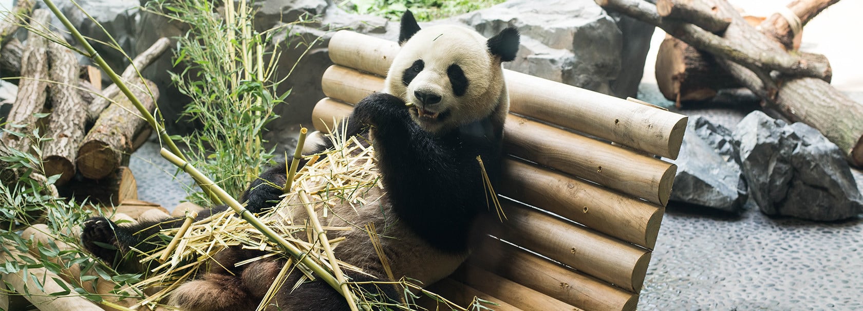 Zoo Berlin celebrates the opening of its new panda enclosure with a state ceremony