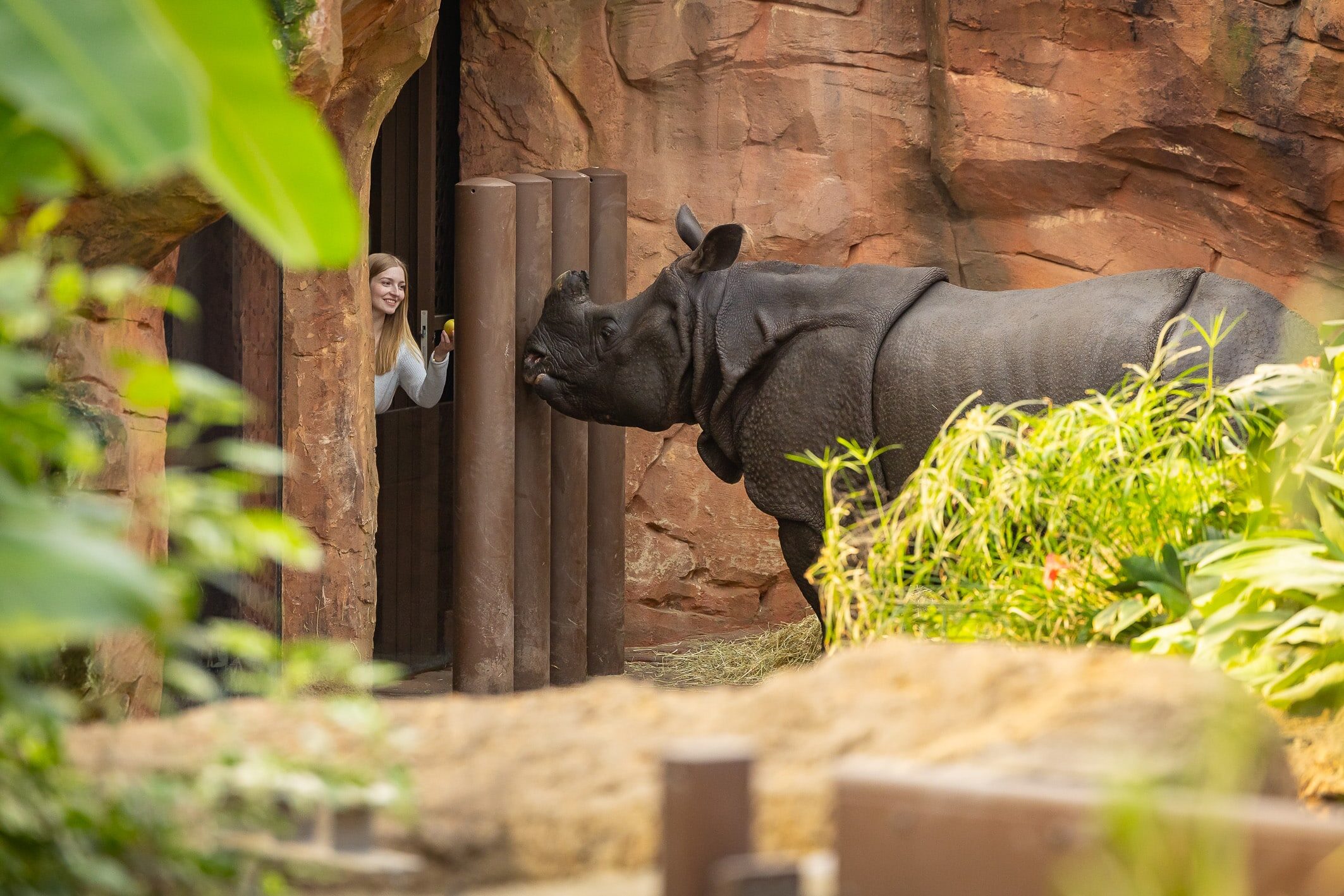 Lieblingstierbesuch Panzernashorn ZooBerlin 2 0x0