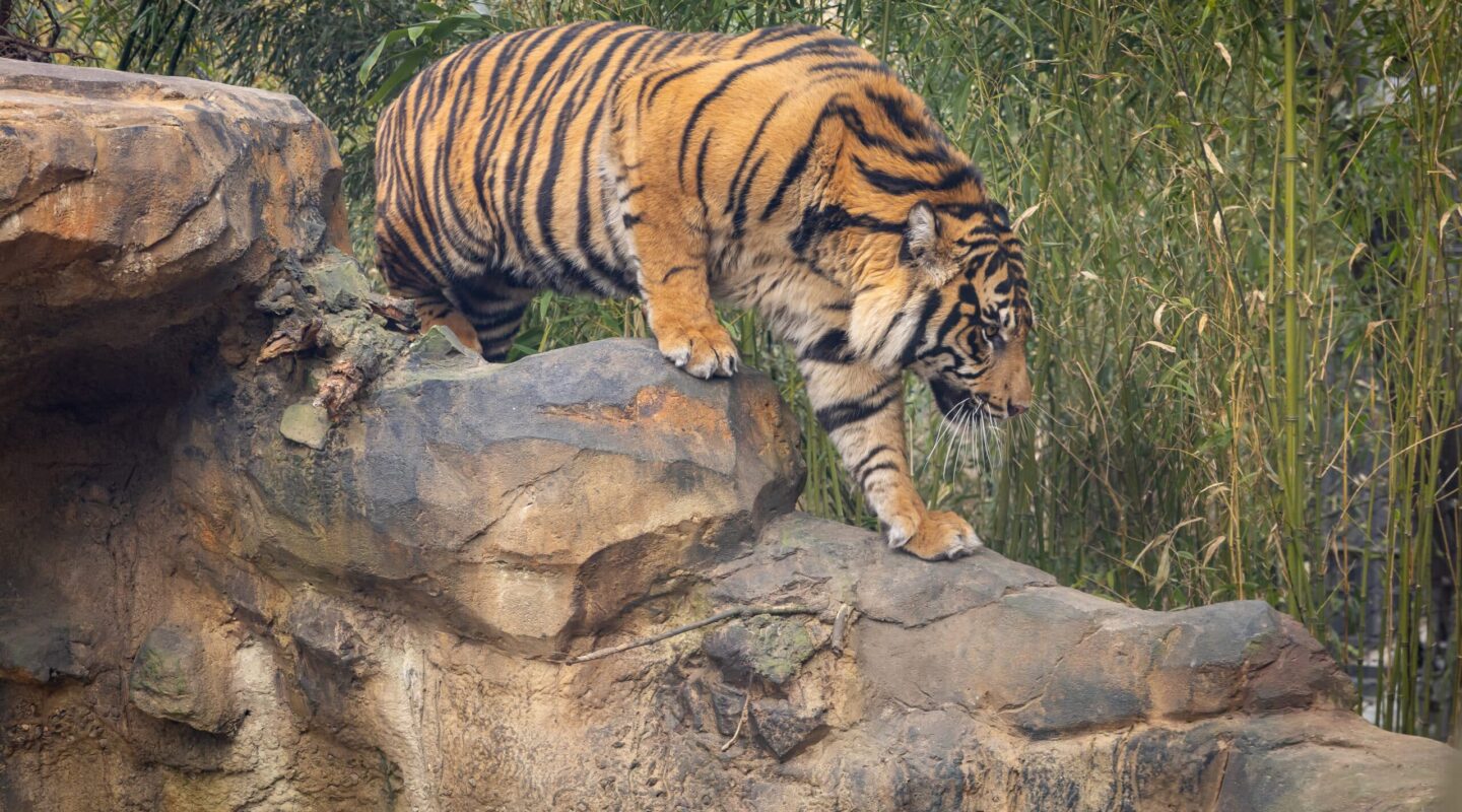 Banyu 2 ZooBerlin 1440x800