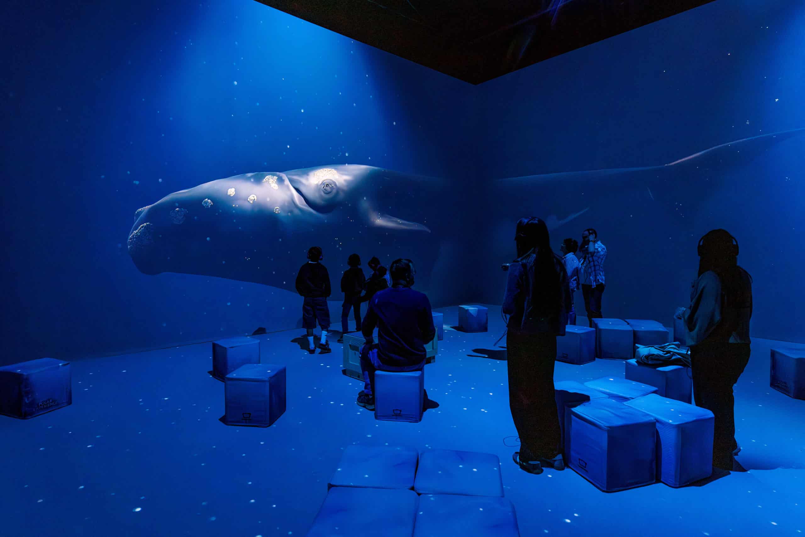 Polar Experience